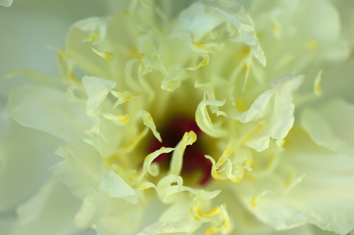 White Flower