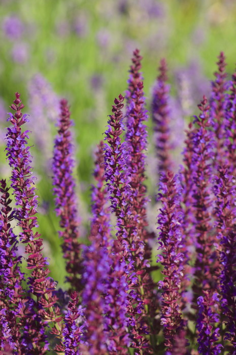 Purple Flowers