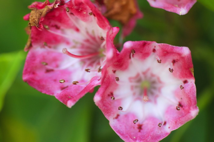 Pink Flowers