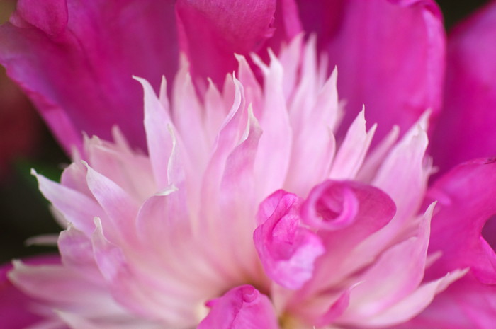 Pink Flower