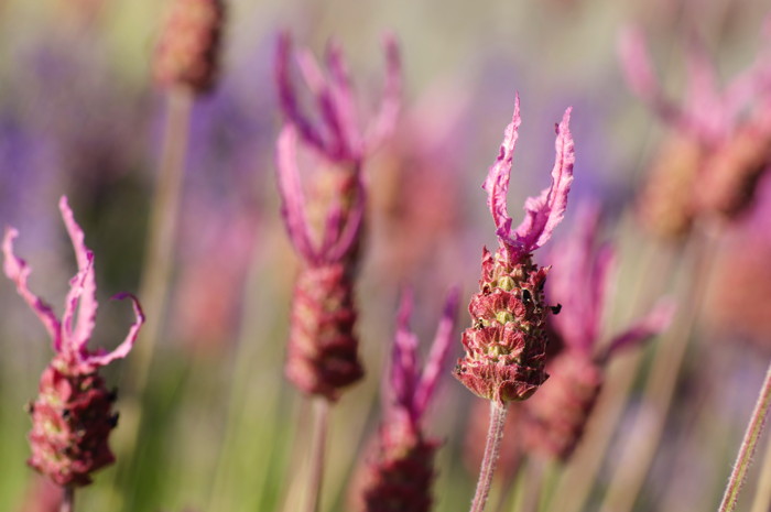 Purple Flowers