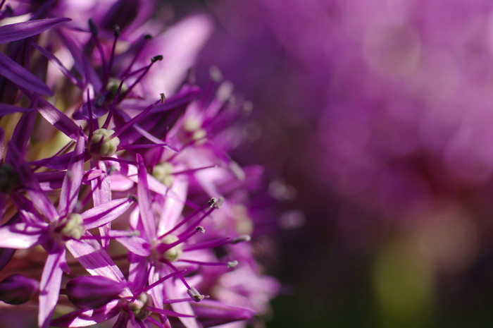 Purple Flowers