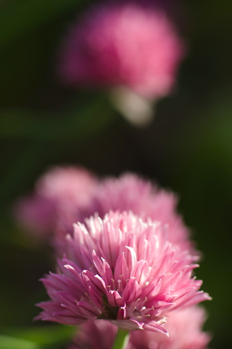 Chive Flowers