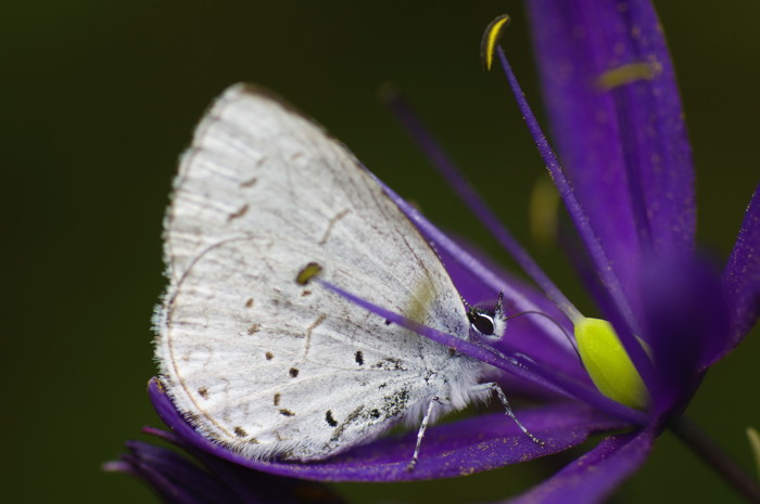 Silvery Blue