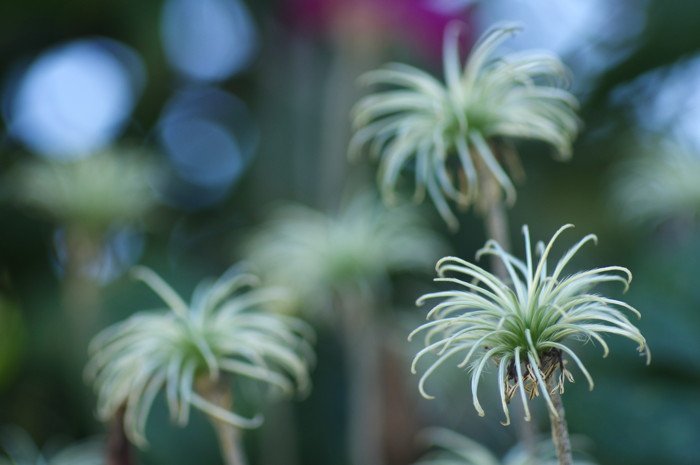 Dead Flowers