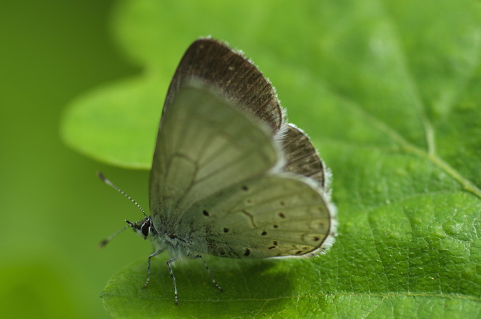 Silvery Blue