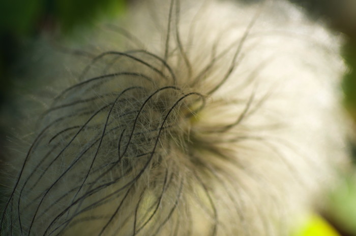 Dead Flower