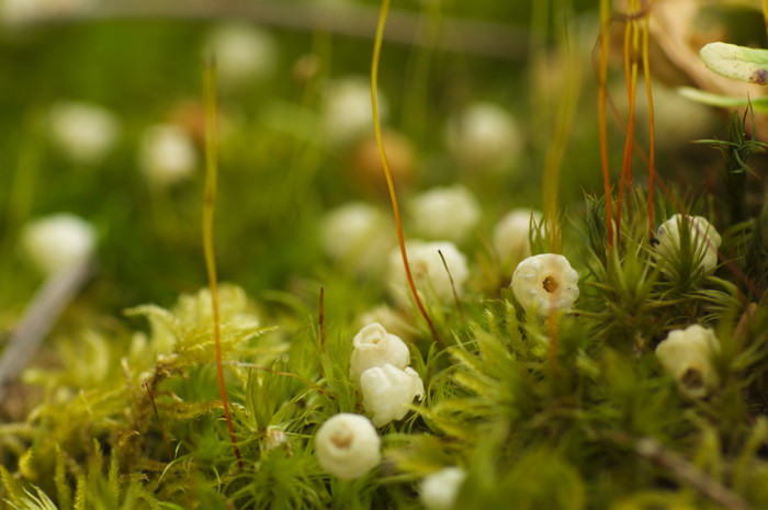 Moss