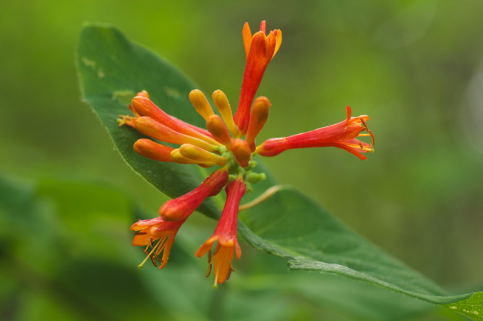 Orange Flower