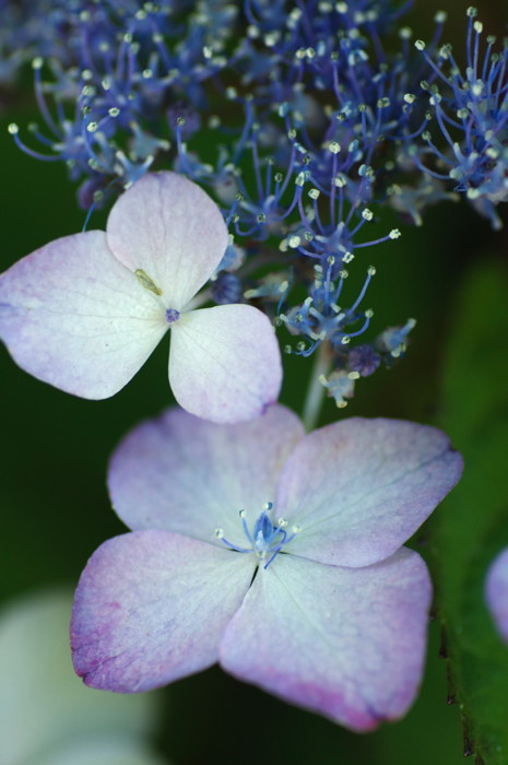 Purple Flowers