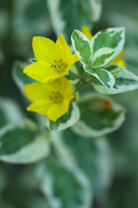 Yellow Flowers