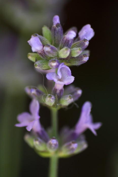 Lavender