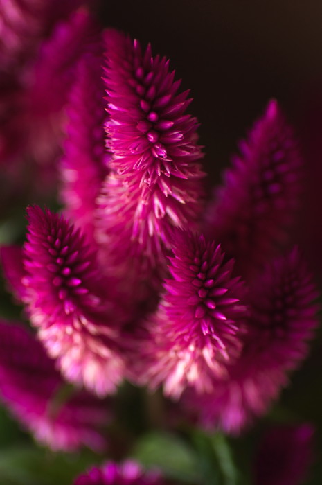 Spiky Flower