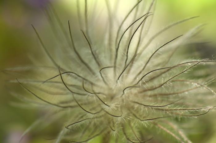Fuzzy Plant
