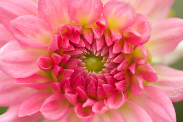 Pink Flower
