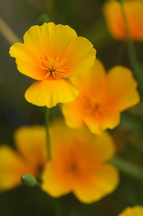 Orange Flowers