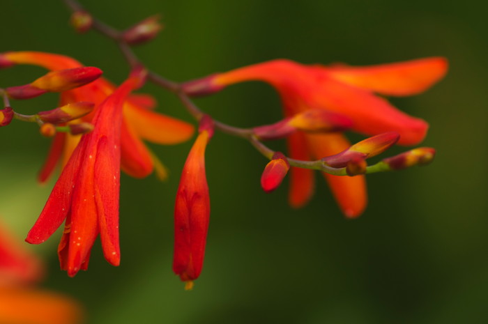 Orange Flowers
