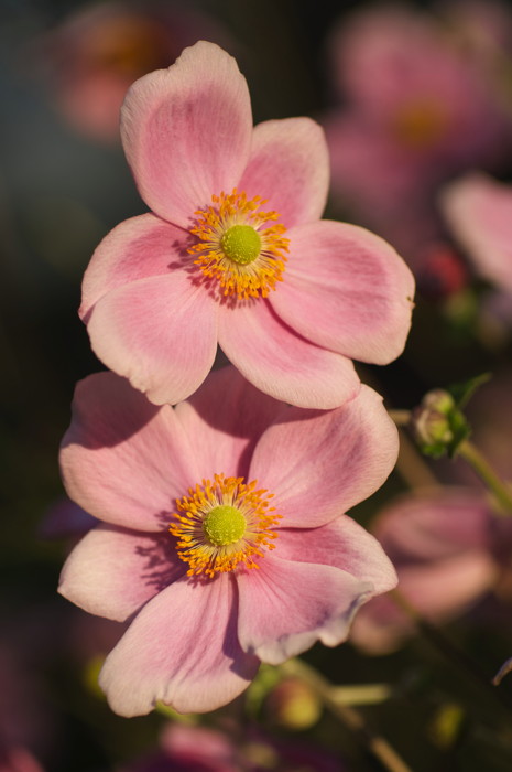 Pink Flowers