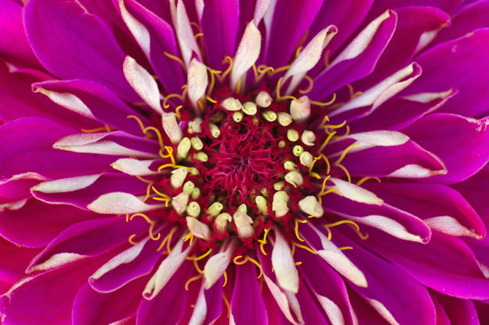 Pink Flower
