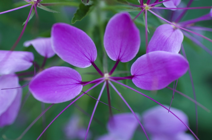 Purple Flower