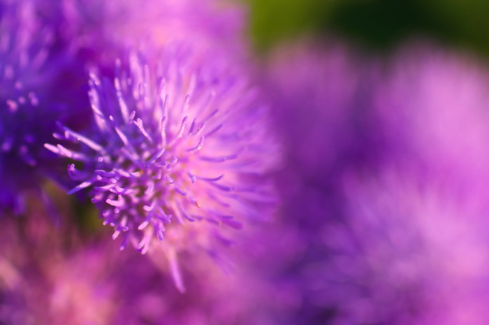Purple Flowers