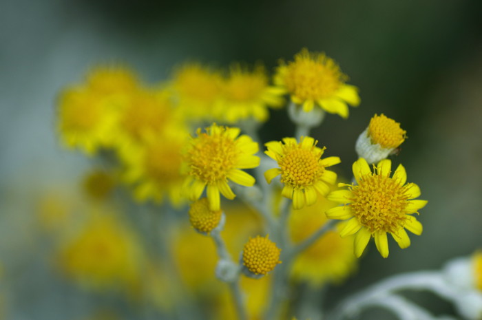 Sage Flowers