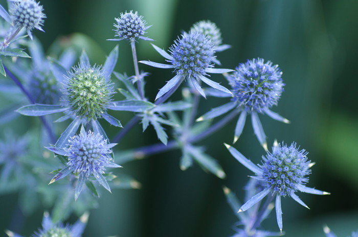 Blue Flowers