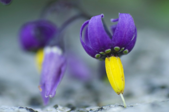 Purple Flower