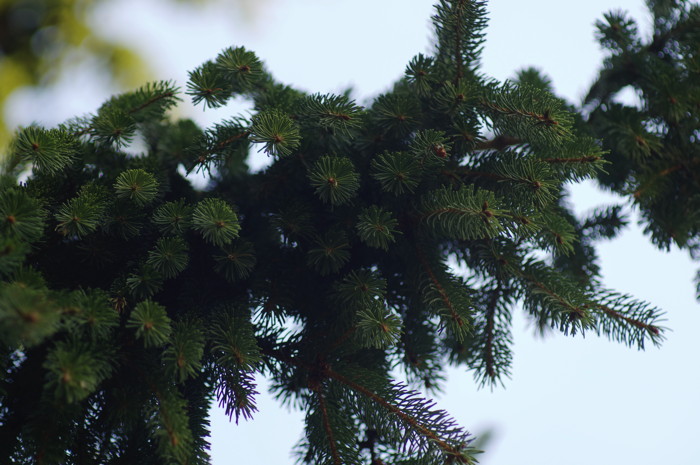 Spruce
