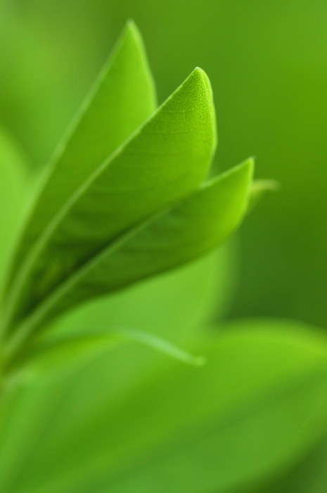 Leaves