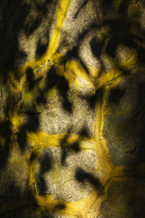 Shady Wall