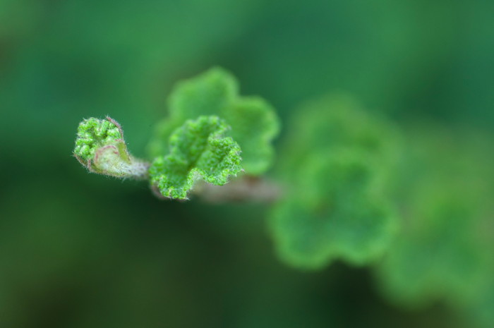 Leaves