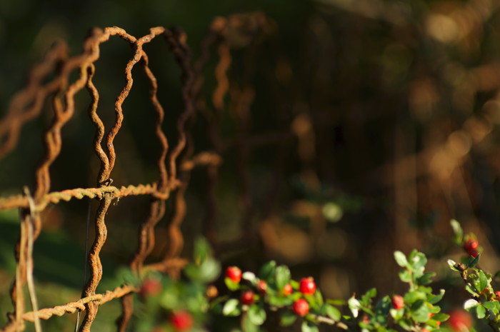 Wire Fence