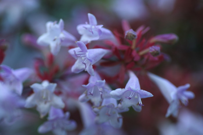 Purple Flowers
