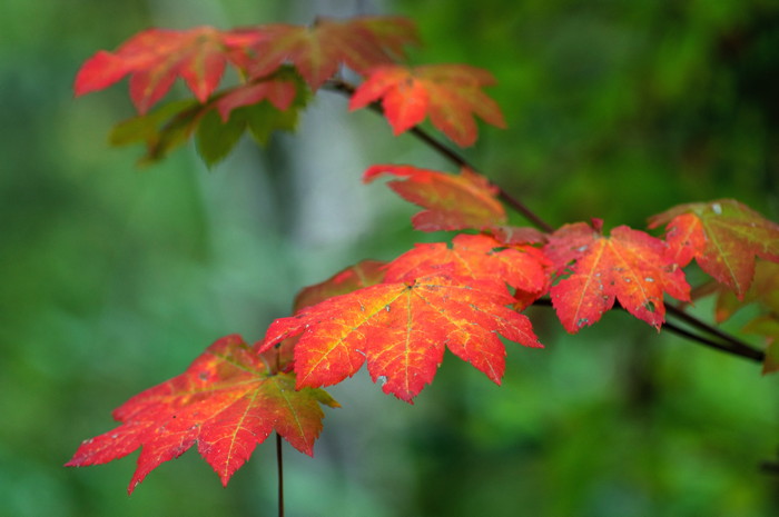Fall Leaves