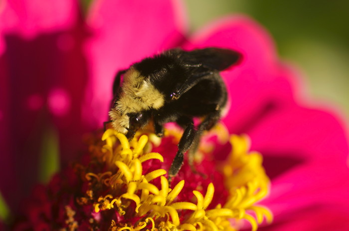 Bumblebee