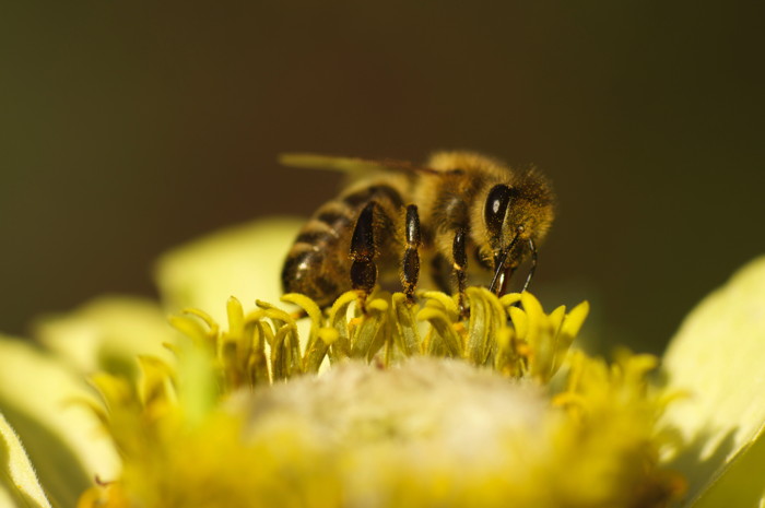 Honey Bee