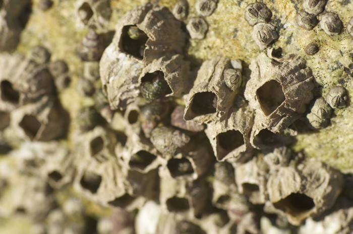Barnacles