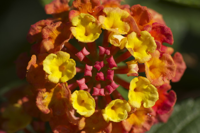 Orange Flower