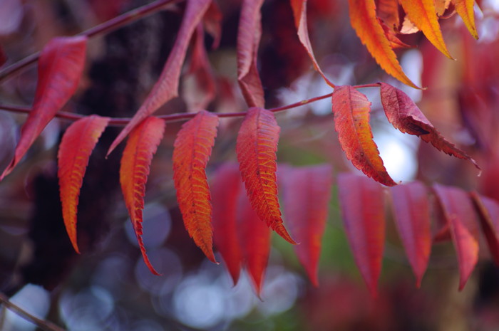 Fall Leaves