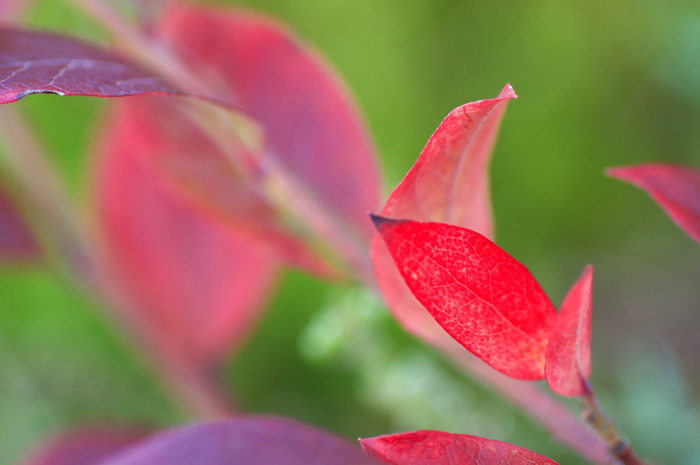 Red Leaves