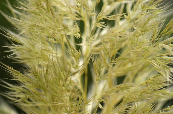 Grass Seeds
