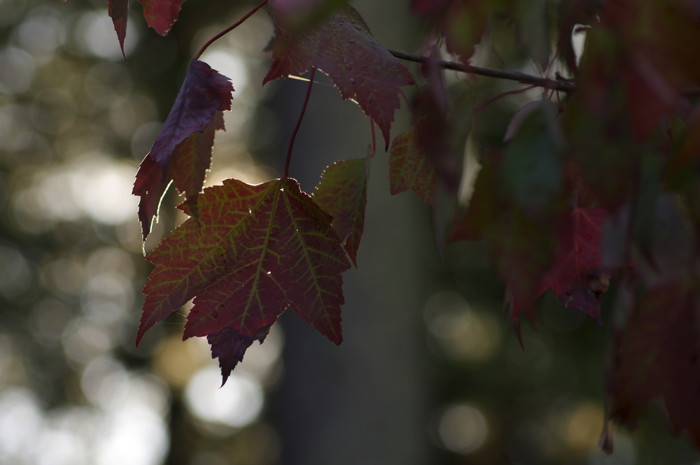 Fall Leaves