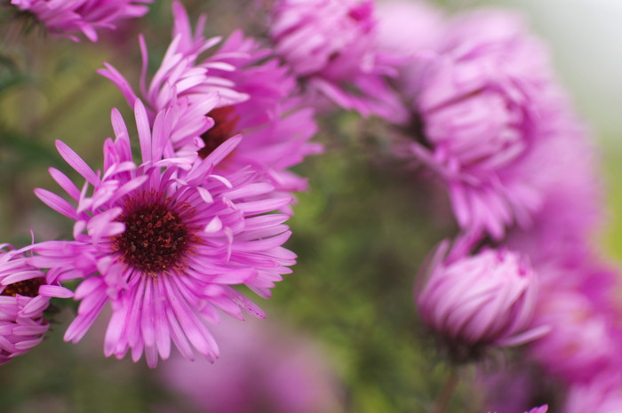 Asters