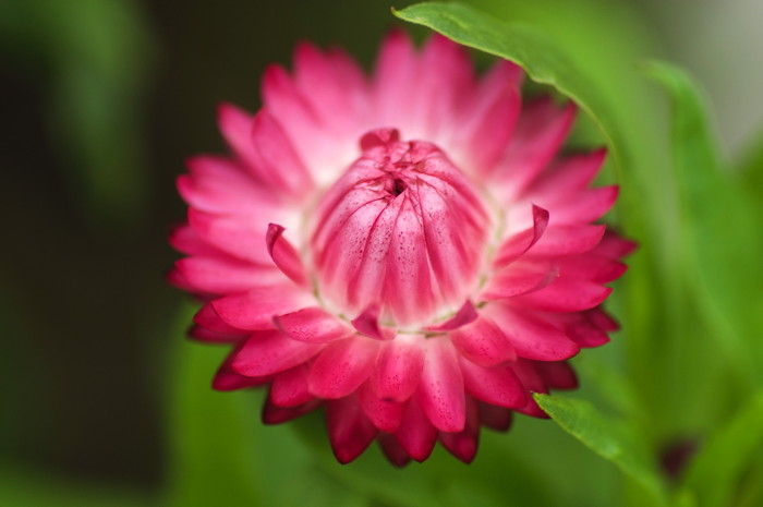 Pink Flower