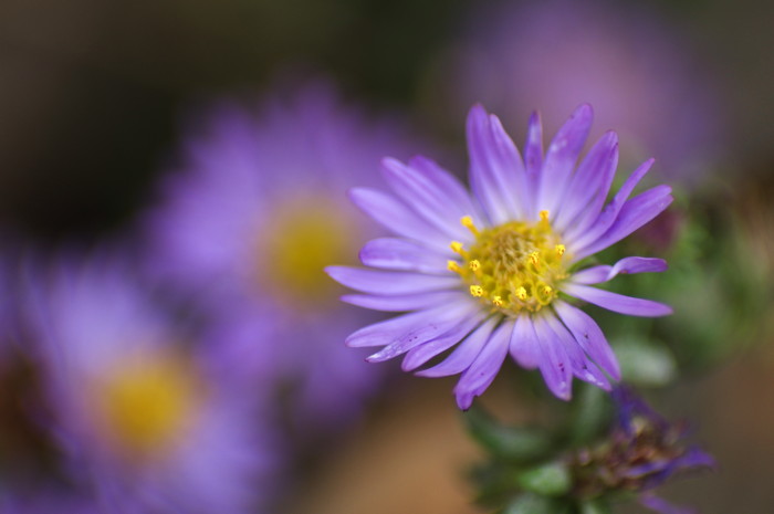 Asters