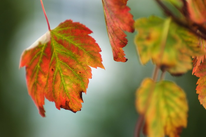 Fall Leaves