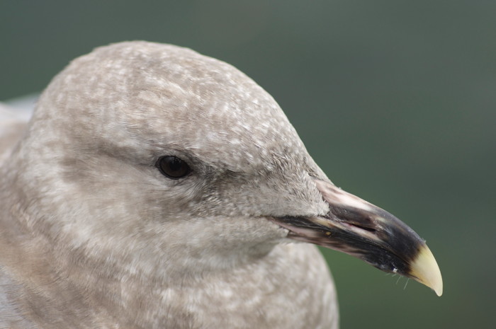 Seagull