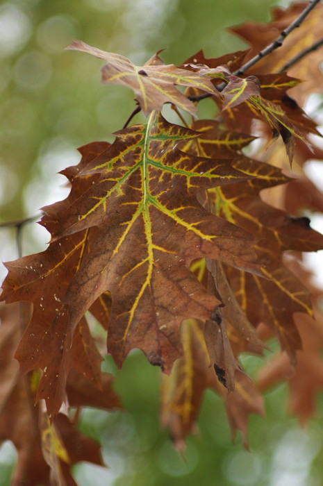 Fall Leaves