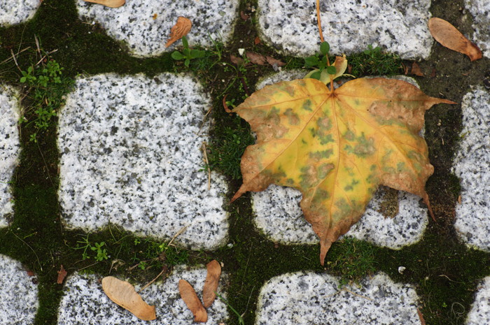 Leaf
